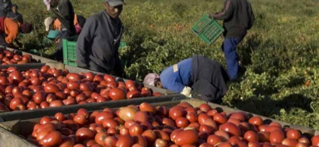 IFRC pledges more action in migrant work protection