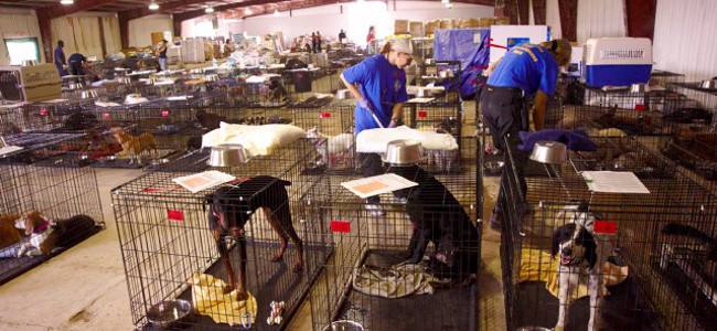 Pet Shelters during Disasters and Emergencies