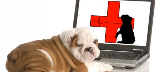 Pet Shelters during Disaster and Emergencies Part 3