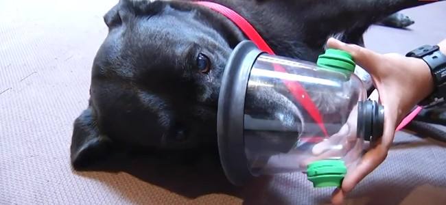Fire rescue, new oxygen mask for Pets invented in Virginia