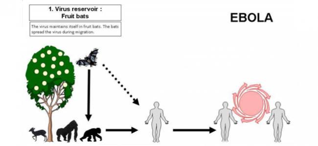 Ebola: preparedness for alert, control and evaluation