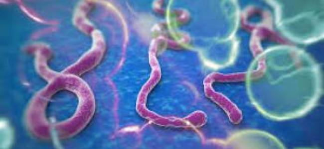 The swiss-italian Ebola vaccine appears safe and well-tolerated