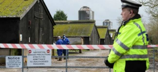 Bird Flu comes to Britain
