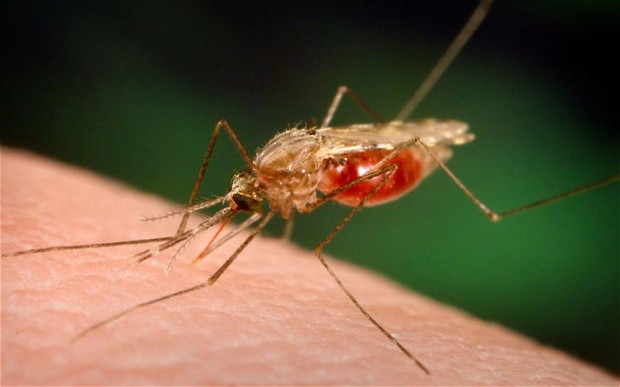 Climate change means more disease?