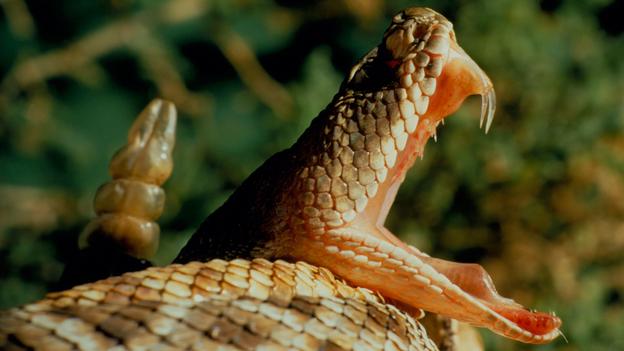 What to do in case of snakebite