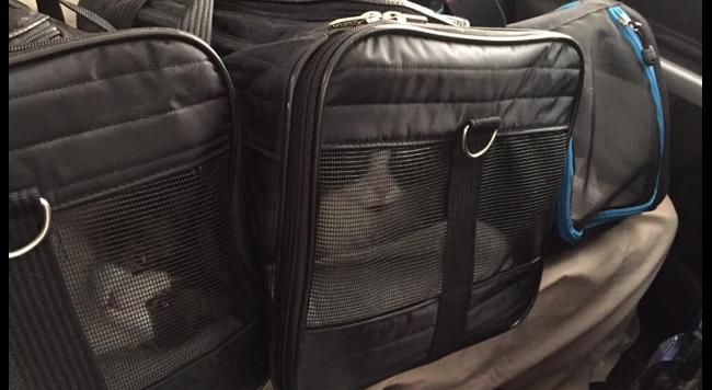 Rescue and rehome Fort McMurray pets