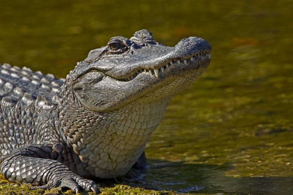 Alligator draggs a 2-year-old child into the water at Disney’s Grand Floridian Resort