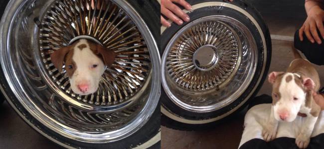 Il cucciolo di pitbull si incastra nella ruota, salvato dai Vigili del Fuoco | Emergency Live