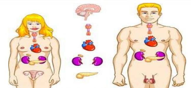 L'importanza del sistema endocrino nell'emergenza | Emergency Live