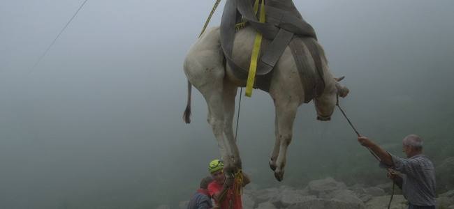 FOTO: Il salvataggio di una mucca ferita in alta montagna | Emergency Live