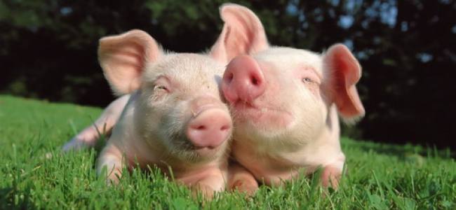 Ferma l'uso di animali per l'educazione dei paramedici alla Washington University | Emergency Live