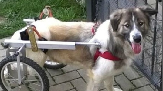 Investito, non soccorso, rinchiuso: la nuova vita di Spider, cane disabile e felice | Emergency Live