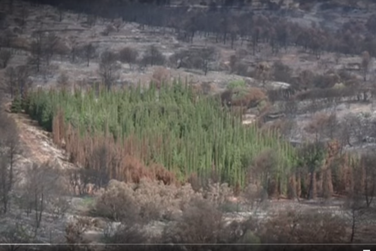 Anti Incendio Boschivo con... i cipressi! Quando una pianta è un deterrente naturale al fuoco | Emergency Live 1