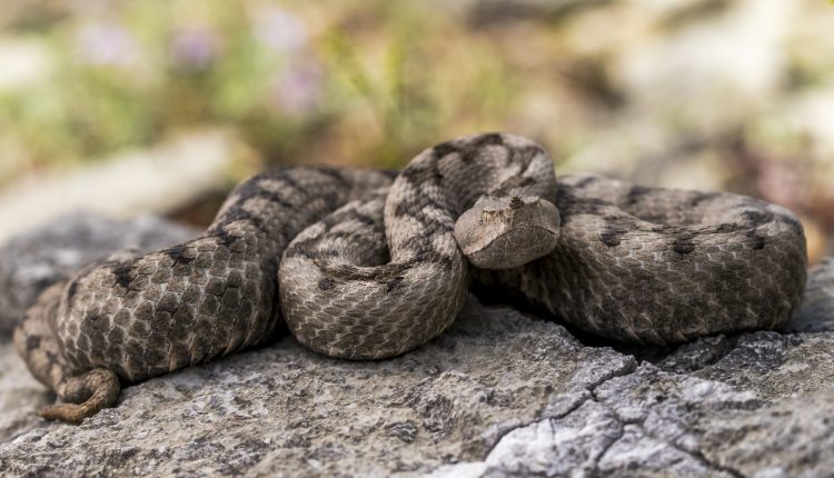 Punture di insetto e morsi di animali: trattare e riconoscere segni e sintomi nel paziente | Emergency Live 6