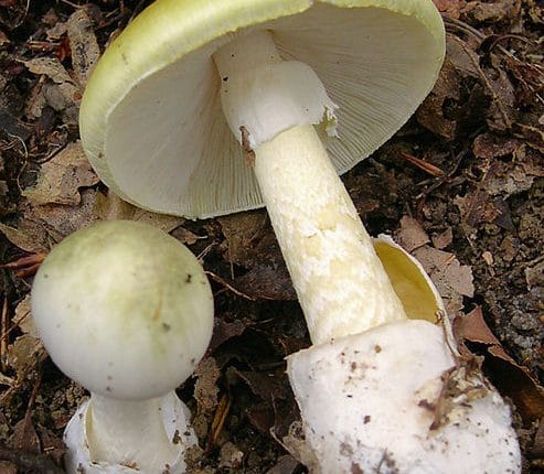 Funghi, rischio intossicazione se non si controlla il raccolto: atėjo si può kaina už ne farsių vyrą? | „Avarinis tiesioginis“ 1