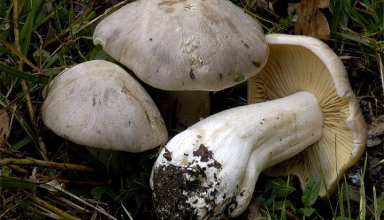 Funghi, rischio intossicazione se non si controlla il raccolto: atėjo si può kaina už ne farsių vyrą? | „Avarinis tiesioginis“ 2