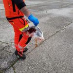 Il rischio in elisoccorso? Birdstrike a Padova, rientro da manuale | Emergency Live 4