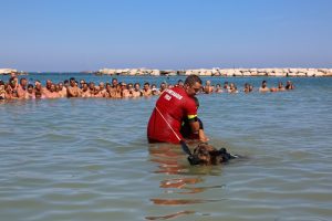 I cani da salvataggio acquatico in Italia | Emergency Live 1