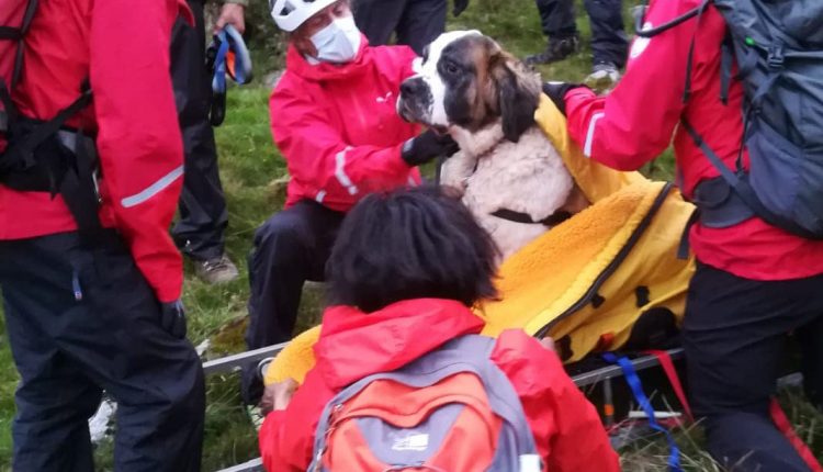 Soccorso alpino “a spasso con Daisy”: barella e tanta energia por transporte em San Bernardo dalla vetta a valle | Emergency Live 3