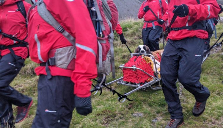 Soccorso alpino “a spasso con Daisy”: barella e tanta energia per trasportare un San Bernardo dalla vetta a valle | Emergencia Live 5