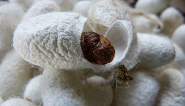 Coronavirus, una startup giapponese lavora a un vaccino utilizzando i bachi da seta | Emergency Live