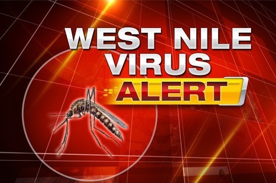 West Nile Virus, due casi tra i donatori di sangue da giugno 2020 : il bollettino dell' ISS | Emergency Live