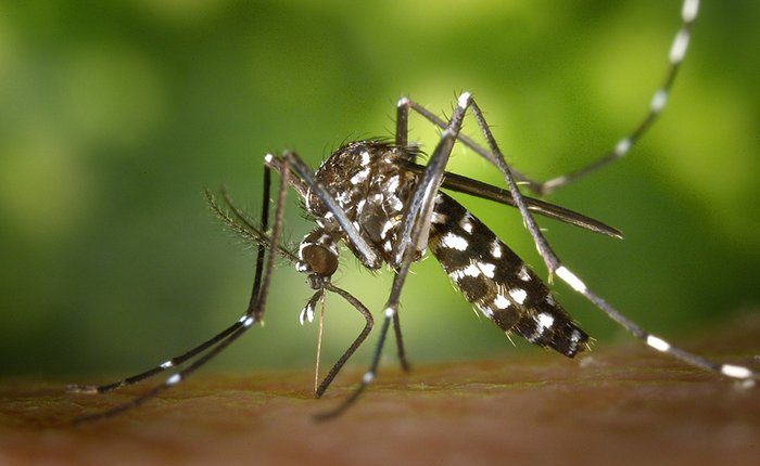 World Mosquito Day: 725mila persone l’anno, è la zanzara il peggior killer | Emergency Live