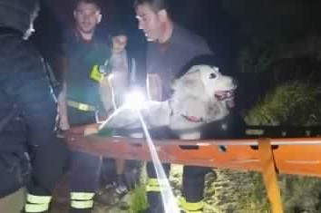 Genova, le piccole belle storie del soccorso: Musa non ce la fa più, Vigili del Fuoco la trasportano a valle in barella | Emergency Live