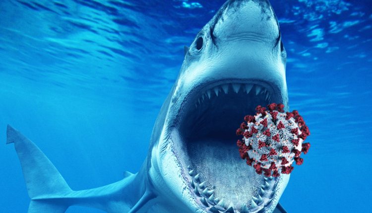 Vaccino per il coronavirus, COVID-19 metterà a repentaglio la vita di mezzo milioni di squali? Il ruolo dello squalene | Emergency Live 2