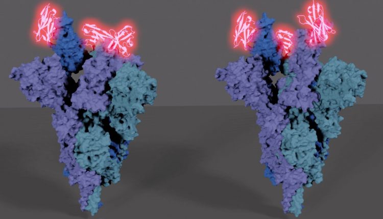 COVID-19, i ricercatori puntano sui nanoanticorpi: in Svezia, Karolinska Institutet presenta studio su Sybody 23 / PDF | Emergency Live