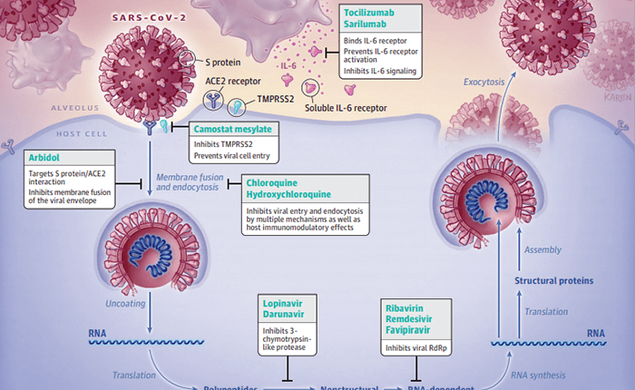 Covid-19, come cambia il coronavirus per fronteggiare la risposta immunitaria? Uno studio su Molecular Ecology