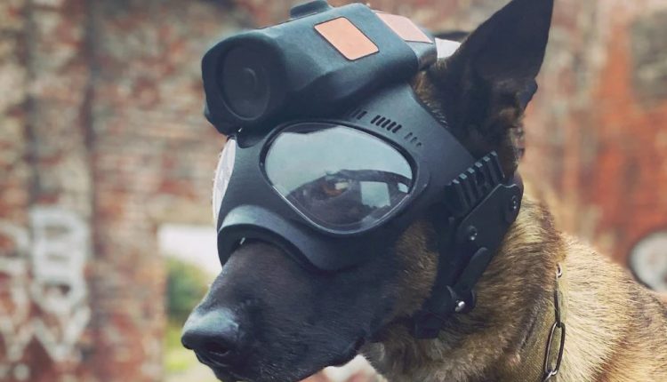 UK, telecamere per cani poliziotto: una nuova frontiera per le unità  cinofile?