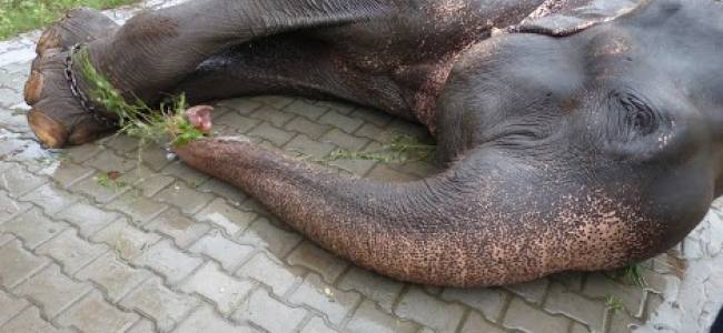 Emergency Live | Wildlife VET save an enslaved elephant in India