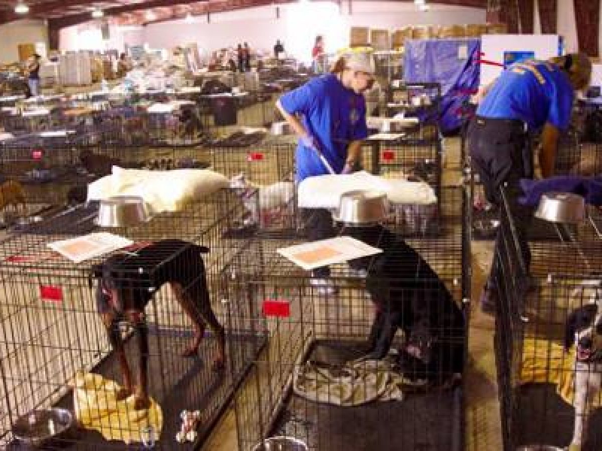 joint health dog treats