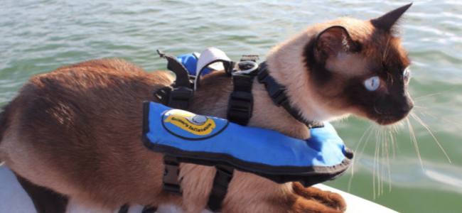 Emergency Live | It's the Bailey Boat Cat's Birthday! Celebrate with RNLI