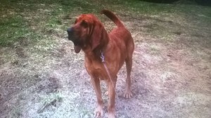 [cml_media_alt id='7207']bloodhound2[/cml_media_alt]