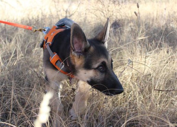 Emergency Live | Rescue dog: a glimpse in the life of a search and rescue puppy image 1