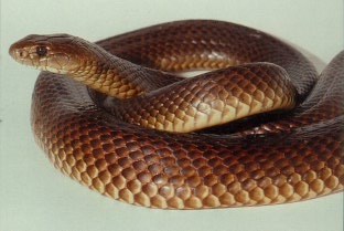 brown snake australia