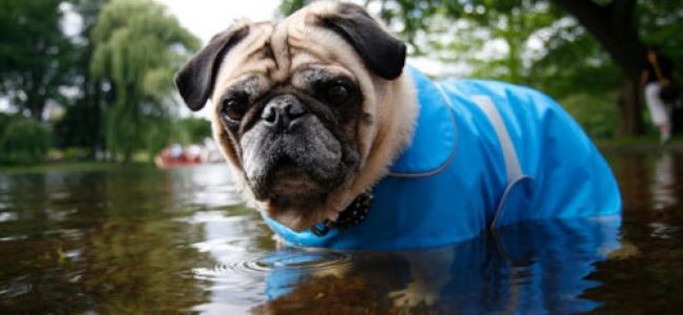 Emergency Live | Emergency preparedness kit for our pets image 3
