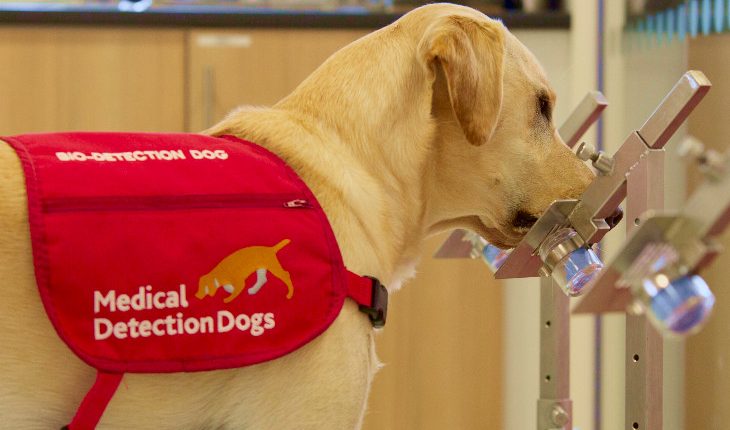 Emergency Live | COVID 19 detection dogs trial: the UK Government gives £500,000 to support the research