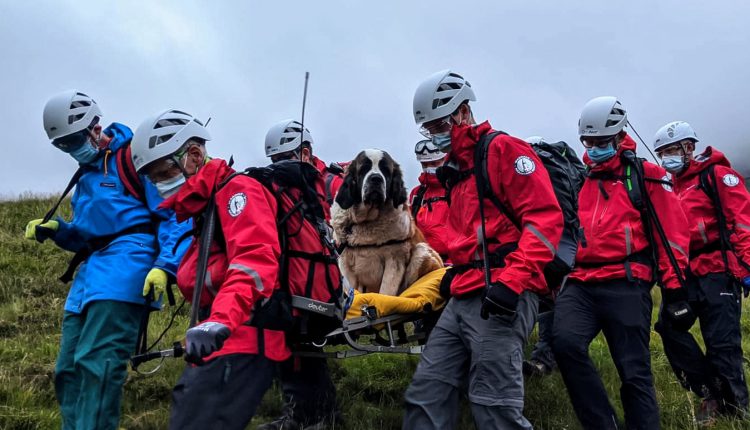 Emergency Live | A stretcher for Daisy: Mountain Rescue team rescued and evacuated a St Bernard on Scafell Pike