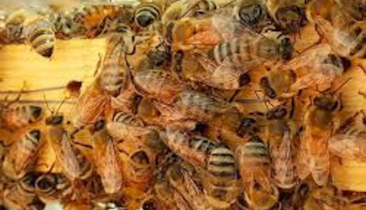 Emergency Live | Could honeybee venom "kill" breast cancer cells? A scientific study