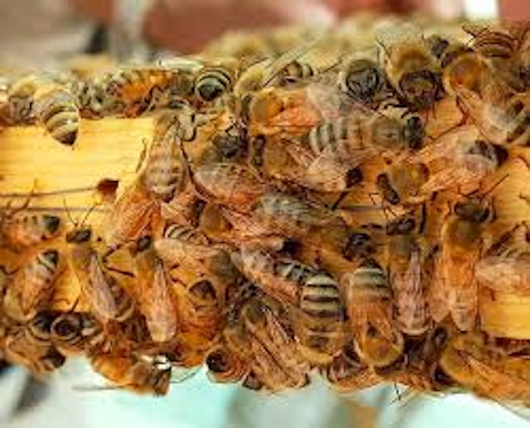 Emergency Live | Could honeybee venom "kill" breast cancer cells? A scientific study