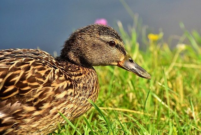Emergency Live | New highly pathogenic avian flu virus in northern Japan: it is transmitted to humans only in one situation