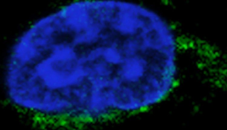 Bambino Gesù Hospital and University of Genoa: study on new stem cells in viral infections 2