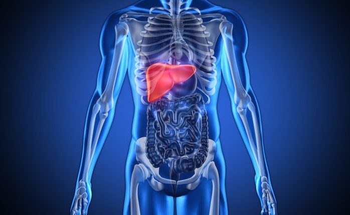 Liver