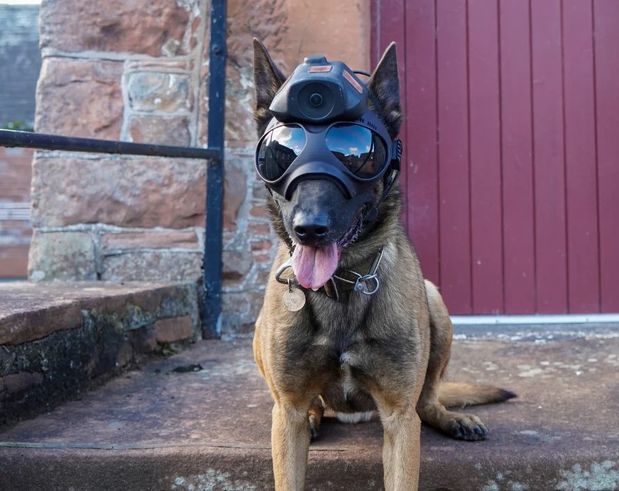 Cámaras para perros policía, ¿una nueva frontera para las unidades de perros  de rescate?