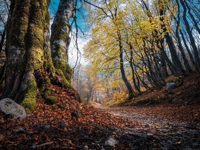 Forests Green Lungs of the Planet and Allies of Health